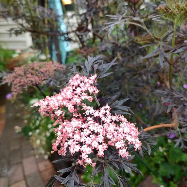 1枚目：この花は何？といつも聞かれるブラックレース今日開花しました！
今からどんどん花を咲かせていきます。
2枚目：雨が上がってオンファロデスが元気に咲いています
3枚目：去年の種で育ったゲラニウムが生き生きしています。  photo📷️ by masako  #妖精の楽園 #イングリッシュガーデン #バラ #オープンガーデン #愛媛県松山市 #rose #イングリッシュローズ #イングリッシュガーデン妖精の楽園