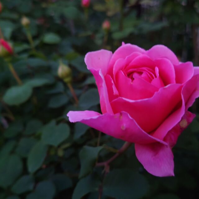 5月4日19時頃撮影
次々と開花が始まっています。
これからさらに庭が色づきますよ。  #妖精の楽園 #イングリッシュガーデン #バラ #オープンガーデン #愛媛県松山市 #rose #イングリッシュローズ #イングリッシュガーデン妖精の楽園