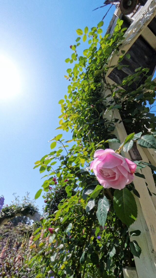 2024/5/11撮影
新しい📷️で撮影してみました☺️
今日は青空と日差しが気持ち良いですね。
ばらや草花も美しく咲いています。  明日雨が落ちる関係で本日の予約が増えてきております。当日料金にはなりますが、まだお取りできる時間帯もございますのでお電話📞089-979-5514でお問い合わせください。  #妖精の楽園 #イングリッシュガーデン #バラ #オープンガーデン #愛媛県松山市 #rose #イングリッシュローズ #イングリッシュガーデン妖精の楽園