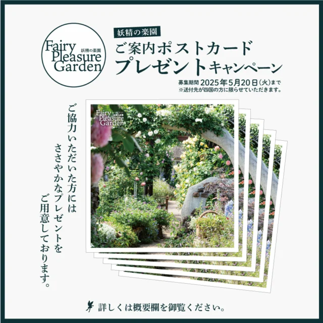 妖精の楽園2025年案内カードをご希望の方に送付するキャンペーンを行います。参加無料ですのでどなたでもお気軽にご応募下さい。  募集期間は2025年5月20日（火）まで  妖精の楽園ご案内ハガキを何枚かまとめて希望の方に送付致しますので、お友達などお花が好きな方に渡していただければとても嬉しいです🌹  また、お店のレジ横などに置いておいていただけるショップオーナー様も是非ご応募下さい。※その際はショップレジ横に置く旨を教えていただければ多めに送付致しますのでお気軽にお申し付けください。  参加者の方には、配布協力のお礼にささやかなプレゼント🎁を封入させていただきます✨️  参加方法：参加ご希望の方は当アカウントをフォローし、InstagramDM💌にて  　1.妖精の楽園案内カード送付キャンペーンに参加希望
　2.送付先の住所
　3.送付先のお名前
　4.お店の場合は店舗名
　5.妖精の楽園へのコメントや備考などあればお願いします。  以上の必要事項を記載の上、送信ください。  皆様どうぞお気軽にご参加ください🥰🎉  ※頂いた個人情報については他に利用は致しませんのでご安心ください。
※送付先は四国圏内の方に限らせていただきます。
※同一人物の方の多重応募はご遠慮ください。
※当キャンペーンは定員満了で早期終了することもございます。  #妖精の楽園 #イングリッシュガーデン #バラ #オープンガーデン #愛媛県松山市 #rose #イングリッシュローズ