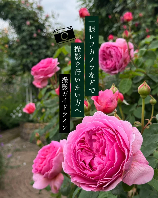 カメラ持ち込みでの撮影📷️をご希望のお客さまへ  お問い合わせ、ご要望が多くございましたので今年から条件付きで一眼レフカメラなどの持ち込みを可能とします。※ペット同伴日などペット関連の場合はカメラ持ち込み不可とさせていただきます。  お花を楽しむ来園者様がゆったりとお楽しみいただけるよう、カメラなどを持ち込んだ撮影に関して下記ルールを設けました。  今年の運用状況を踏まえ、来年以降の撮影可否を見直します。ルール順守にご協力ください  ※カメラ持ち込みで撮影を行いたい方は予約時にその旨お伝えください。  1. お持ち込みいただける機材
・スマホ・タブレット・一眼レフ／ミラーレスカメラ・アクションカメラ のみ可
・レフ板・三脚・照明機材・ドローンやラジコンなどの飛行物は持ち込み禁止です。  2. 撮影ジャンルと人数制限
・コスプレ撮影・ウェディング撮影は通常営業では承っておりません
・ご希望の方は 事前予約制の「貸し切りプラン」 をご利用ください
・撮影対象者（アシスタント含む）は2名まで、カメラマンを含め合計3名まで とさせていただきます
　※それ以上の人数になる場合はご相談ください。  3. 撮影時間とチケット
・撮影目的でご来園の方はご滞在を1時間までとさせていただきます。
・長時間撮影は「撮影チケット（1時間2,000円）」を追加購入ください。
※混雑期は一般来園者も1時間制限となるため、チケットを販売できない場合があります（事前要問い合わせ）  4. 園内マナーと安全
・園路は狭いため、道を塞いでの長時間撮影はご遠慮ください
・お花を楽しんでいらっしゃる他のお客様へのご配慮をお願いいたします
・植え込み・柵などに登ったり腰掛けたりしないでください
・花壇内への立ち入りや植物を傷つける行為を確認した場合は直ちに退園いただきます。  5. 更衣・小道具の取り扱い
・園内での着替えはできません（更衣室はございません）
・大型の小道具や長物の持ち込みはご遠慮ください  6. プライバシーと写真の利用
・ほかの来園者が写り込む場合は必ず本人の了承を得てください
・当園広報のため、スタッフが撮影の様子を撮影・掲載させていただく場合があります（不都合のある方はお声がけください）  7. スタッフ指示および違反時の対応
・スタッフから安全上・運営上の指示があった際は速やかに従ってください
・指示に従えない場合やルール違反があった場合は退園いただきます
・今年の運用状況を踏まえ、来年以降の撮影可否を見直します。ルール順守にご協力ください  また、よろしければ、あなたが撮影した「妖精の楽園」のお写真を DM やメール、またはハッシュタグ「#妖精の楽園」でシェアしていただけると嬉しいです。素敵なお写真は公式SNSでクレジット付きでご紹介する場合がございます。  みなさまが快適にお過ごしいただける楽園づくりのため、ご理解とご協力をお願い申し上げます。  #妖精の楽園 #イングリッシュガーデン #バラ #オープンガーデン #愛媛県松山市 #rose #イングリッシュローズ #イングリッシュガーデン妖精の楽園 #撮影ルール #撮影ガイドライン