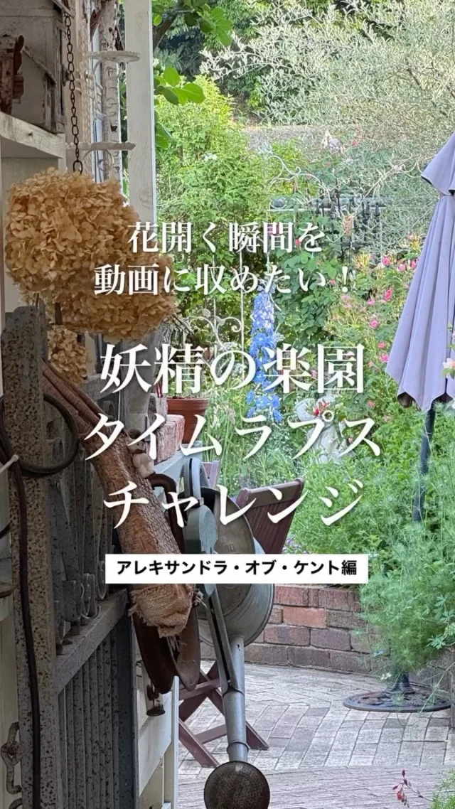 🌹📽️撮影日2025.5.13→14
プリンセス・アレキサンドラ・オブ・ケントがゆっくりと花開く瞬間をタイムラプスで収めました。何度か挑戦しては失敗…でもついに“あの一瞬”をカメラがとらえてくれました✨
 
次は別のバラでも挑戦したいな、と早くも構想を練っています。
ただいま妖精の楽園では、薔薇と草花のシンフォニーが日に日に豊かさを深めています。芳しい香りと色とりどりの景色に包まれながら、ゆったりとしたガーデンタイムをお楽しみいただけます。
 
🌿ご来園は予約制です。
📞 089‑979‑5514 までお気軽にお電話ください。
 
#妖精の楽園 #イングリッシュガーデン #バラ #オープンガーデン #愛媛県松山市 #rose #イングリッシュローズ #バラのある暮らし #プリンセスアレキサンドラオブケント #タイムラプス #薔薇と草花のシンフォニー #ローズガーデン #花時間