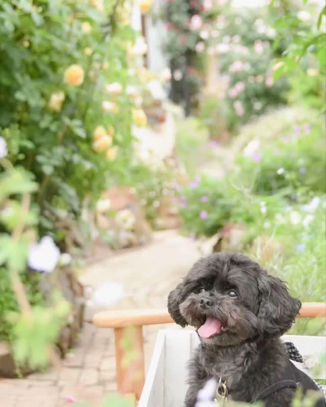 🐾📸ペット撮影会 ＆ ペット撮影講座、どちらもまだまだご予約受付中！
愛犬との“いま”を残す撮影体験と、スマホで自由自在にうちのコのベストショットを撮れるレッスン、どちらも少人数でじっくり楽しめます。
お好きなプランで春の思い出をアップデートしませんか？
※ペット同伴できるのはイベントや決められた日のみになります。それ以外は入園できませんのでご注意ください。  ──────────────────  📸✨《ペット撮影イベント ご予約状況＆ご案内》✨📸
プロのフォトグラファーが撮影！妖精の楽園貸し切り気分で、わんちゃんの“いま”をゆっくり残せる特別デー！  ─── 🐾 撮影会・残枠 ───
10:00–11:30　▶ 4ワン OK！
13:00–14:30　▶ 残り2ワン
15:00–16:30　▶ 残り2ワン
※各回20分で撮影＋ゆったりお茶タイムも楽しめます🌿  📌 POINT
✅ 撮影後、厳選15カットをデータでお渡しします
✅ 元ドッグトレーナーのフォトグラファーだからあっという間に仲良く自然な撮影📷️
✅全カットリタッチ済データ納品でSNS即アップ📲
✅ワンちゃんだけでなく、ご家族も一緒に撮影可能！
✅妖精の楽園を背景に季節の草花と📷  ────────
📆 日程：6/6 (金) ※雨天時 6/9 (月)
⌚ 時間：①10:00‑11:30　②13:00‑14:30　③15:00‑16:30
🙅 定員：各回4頭〈先着〉
💰 受講料： 5,000円（税込）※入園料が別途必要です。
必要なもの｜ワクチン接種証明、オムツ・リード着用、おやつ／おもちゃ
────────  ご希望の時間が決まったら、☎089-979-5514 へどうぞ。先着順で締め切ります！  ──────────────────  🎓🐶《スマホで！ペット撮影講座》
「もっと可愛く撮るコツを身につけたい」方向けの
プロフォトグラファーtomoによるレッスンです。  📌 POINT
✅ お手持ちのスマホでうちの子のベストショットを撮りたい！
✅ 構図・光の使い方を実践しながらマスター
✅ 少人数制で質問し放題  ────────
📆 日程：6/10(火) ※雨天時 6/12(木)
⌚ 時間：10:30～11:50 / 13:30～14:50
🙅 定員：各回6名〈先着〉
💰 受講料：3,500円（税込）※入園料が別途必要です。
必要なもの｜ワクチン接種証明、オムツ・リード着用、おやつ／おもちゃ
────────
講座の流れ
① レクチャー（資料付き）
② 園内撮影スポットで実践🔔
③ TOMOさんがその場でアドバイス👍
※ペット同伴でない方はtomoさんのモデル犬ルルちゃん🐾をご用意！  じっくり学べる少人数なので、初めての方も安心です😊  ご予約、お問い合わせは☎089-979-5514 まで☎
わんちゃんとの最高の1枚を、一緒に叶えましょう🐾💕  🐾両イベント共通の注意事項です🐾
※ペット同伴の入園や、写真撮影SNS投稿などに細かくルールがございます。
※撮影場所は園内フォトスポット3箇所および、だっこやバッグインなどでの園内散歩の様子になります。  #ペット写真 #スマホ撮影 #愛犬のいる暮らし #妖精の楽園 #フォトワークショップ #愛媛イベント #ペット撮影会 #愛犬撮影 #ドッグフォト #愛媛イベント #ペットモデル #妖精の楽園 #イングリッシュガーデン #バラ #オープンガーデン #愛媛県松山市 #rose #イングリッシュローズ #ペット撮影会 #日付限定 #小型犬 #うちの子似顔絵 #うちの子人形