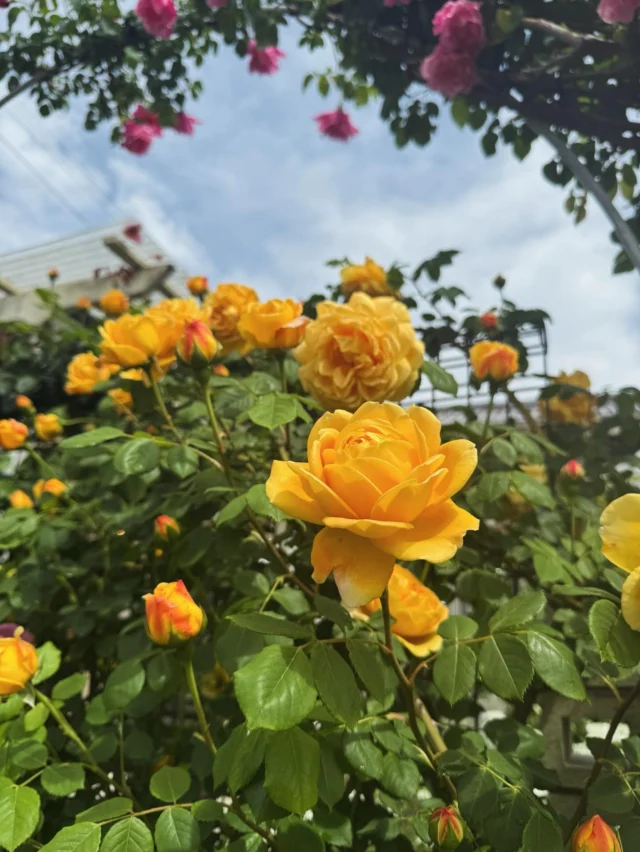 本年も妖精の楽園をご愛顧いただき、誠にありがとうございました。
皆さまのおかげで、たくさんの笑顔と花の季節を迎えることができました。
来年も心がほどけるような時間をお届けできるよう、準備を整えてまいります。
どうぞ良いお年をお迎えください。  #妖精の楽園 #イングリッシュガーデン #バラ #オープンガーデン